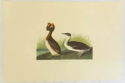 $99.99 • Buy The Birds Of America. Audubon. Horned Grebe. Amsterdam Edition.