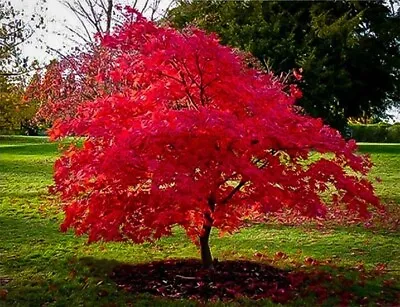 Flame Amur Maple 100+ Seeds Beautiful Flame Red Color Fresh Picked FREE SHIP • $13.99