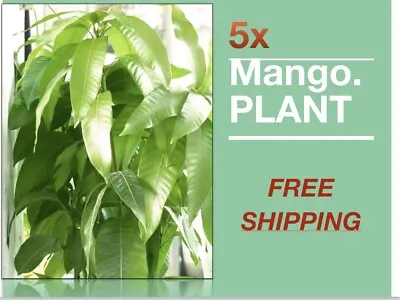 Mango Tropical Fruit Tree (Turpentine) Varieties Seedlings 12”- 24” 5 Trees • $59.99
