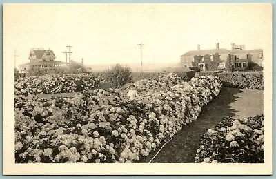 Hydrangeas Flower Garden Nantucket  MA H Marshall Gardiner UNP DB Postcard J5 • $13.45