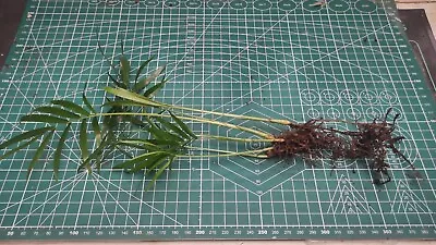 Parlour Palm X5 Well Rooted Plant Stems Chamaedorea Elegans Indoor Houseplant • £3.85