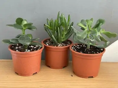 £12.99 • Buy Crassula Ovata Jade Plant Succulent Mix - 3 Plant Varieties In 9cm Pots Indoor