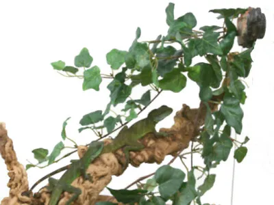 $30 • Buy Magnatural Jungle Vine Cluster PT-1411 Bearded Dragon Crested Gecko Reptile L...