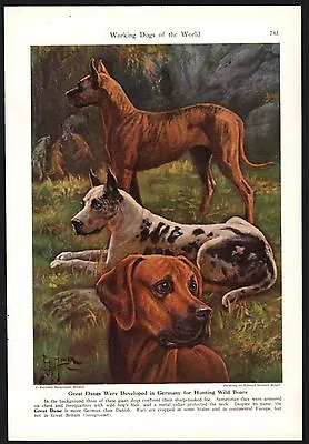 1941 GREAT DANE Brindle Harlequin Fawn Vintage Print Page Edward Miner Art • $9.99