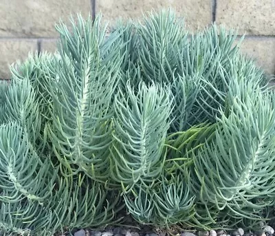 Senecio Vitalis -Narrow Leaf Chalk Stick - Single Small Cutting • $9.95