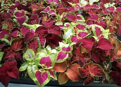 6 X COLEUS RAINBOW Plug Plants Reorder Del 20th Feb Onwards FREE P&P • £9.75