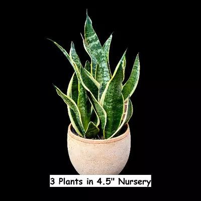 Snake Plant-Mother-In-Law's-Tongue Plant-Sansevieria Zeylanica-US SELLER • $38.85