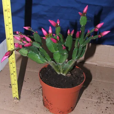 Purple Easter Cactus Plant Rhipsalidopsis Fully Established In 9 Cm Pot • £14.99