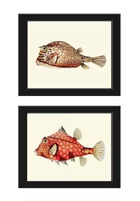 Tropical Fish Prints Wall Art Set Of 2 Beautiful Antique Vintage Puffer Unframed • $33