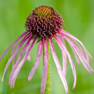 Echinacea- Pale Purple Coneflower 75 Seeds | TSC: Heirloom & OP Seeds Non-GMO • $3.49