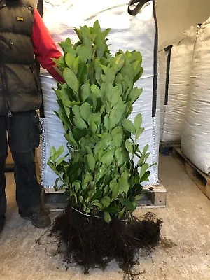 15 Cherry Laurel Hedging 2-3ft Evergreen Plants Bare Root Multi Stem A+ Grade • £56.95