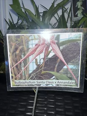 Bulbophyllum Santa Claus X Annandalei ( 5 Plants) • $125