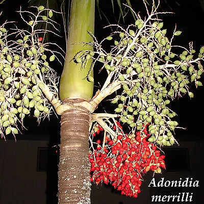 Christmas Palm Tree Adonidia Merrilli 15 LIVE SEEDS TROPICAL Dwarf Royal Palm • $12.99