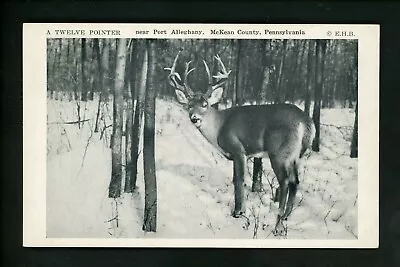 Pennsylvania PA Postcard Port Alleghany McKean County Deer Buck Rack Snow Chrome • $4.99