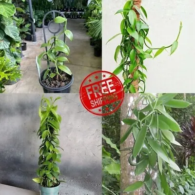 Vanilla Planifolia Orchid Plant Species 40 Rooted Live Cutting Vanilla 5 FREE • $143.99