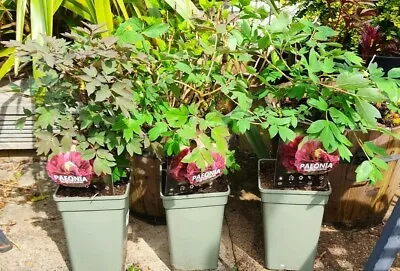 Dark Red Japanese Tree Peony Paeonia Suffruticosa 5 Year Old Plant 30-40cm  • £49.99