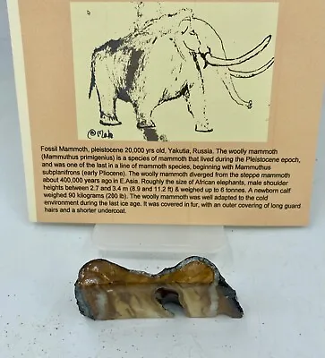 Ice Age Woolly M. Slice Primigenius Not Mastodon SMT4 • $19.95