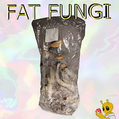 Fruit In The Bag Mushroom Grow Kit! All In One - Inject And Forget Like Magic! • £29.99