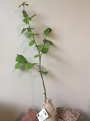 £145 • Buy 10xTruffle Trees (1 Hazel  Trees+1 Holm Oaks+8 English Oaks )