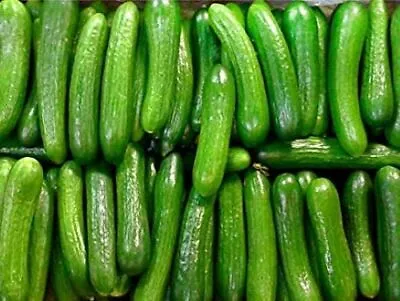 10 Persian Cucumber Seeds - Non GMO - Fresh ! Delicious ! Low Seeds Crisp ! USA! • $3