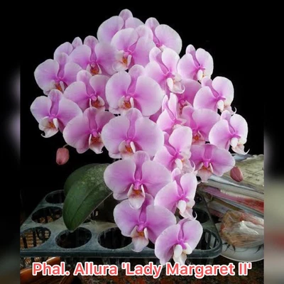 $30 • Buy Phal. Allura 'Lady Margaret II'