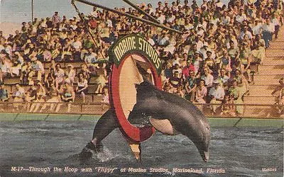  Postcard Through The Hoop With Flippy Marine Studios Marineland FL • $20.01