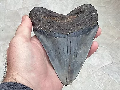 Megalodon Fossil Tooth Carcharocles Megalodon Miocene (15 MYO South Caroline USA • £165