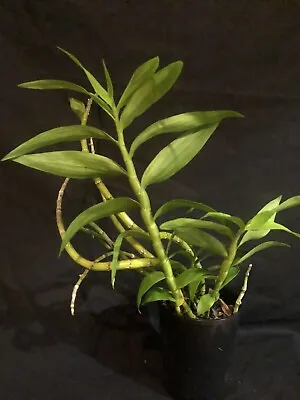 $42 • Buy Dendrobium Fimbriatum Var. Occulatum 