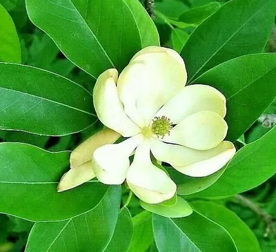 1-2 Ft Tall Evergreen Tree Magnolia Virginiana Sweet Bay Sweetbay Magnolia • $15.99