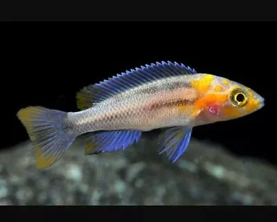 Lamprologus Cygnus Tanganyika Cichlid 4cm • £20