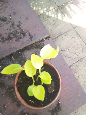 £3.50 • Buy Hosta Boyz Toy