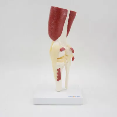 1:1 Human Knee-joint With Muscle Ligament Skeleton Model Medical Anatomical • $72