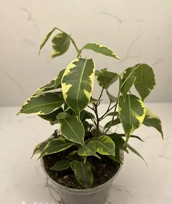 ‘Ficus Benjamina Variegata’ Variegated Weeping Fig • $14