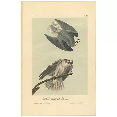 Audubon Birds Octavo 2nd Ed 1856 H/c Lithograph Pl 16 Black-shouldered Elanus • $25.35