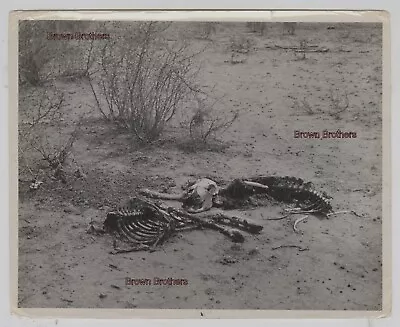 Vintage 1939 Uvalde Texas Overgrazed Pasture Dust Bowl Skeletons USDA Photo #4 • $19.97