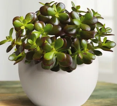 £4 • Buy Jade Plant, The Lucky Money Plant (Crassula Ovata) Young, Well Rooted Cutting.