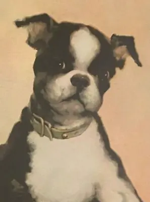 Vintage Boston Terrier Dog Puppy Framed Print Florence Kroger • $65