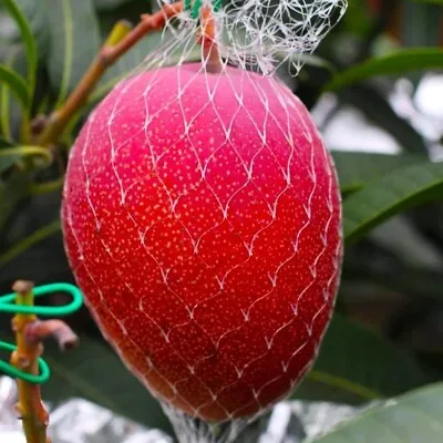 Miyazaki Mango Grafted Plant Fruit Tree Tropical Tell 20 Inchs • $159