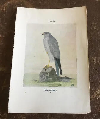 £9.99 • Buy Antique Vintage Book Plate Bird HEN-HARRIER 7”x5”