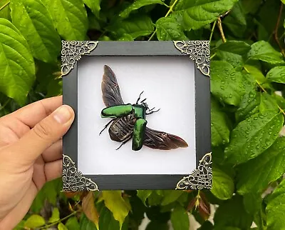 Framed Insect Beetle Taxidermy Collections Display Entomology Gift Wall Decor • $42
