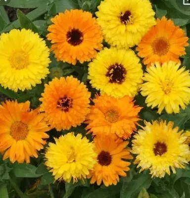 12 Calendula Or English Marigold Plug Plants. • £11.99