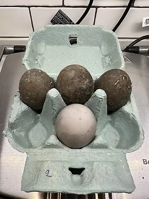 £149.99 • Buy *DEEPEST BLACK* 6x Fertilised Fertile Female Cayuga Duck Hatching Eggs Incubator