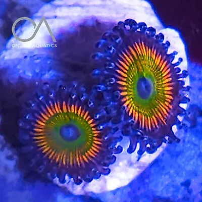 Five Colour Rainbows 2 Head Zoa Frag Coral WYSIWYG • £11.99