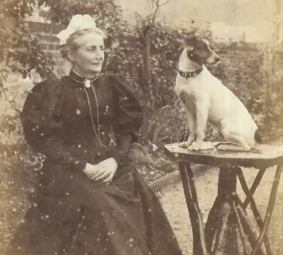 Victorian Cabinet Card Photo Woman Jack Russell Terrier Dog Islington London • £24.99