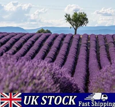 French Lavender Seeds - Lavandula Dentata Provence Hardy & Fragrant - UK • £3.40