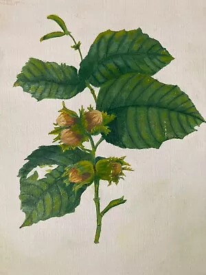 £4.99 • Buy Hazel - Cobnuts - Original Painting (not Print) Painting 30 X 22.5cm Vintage