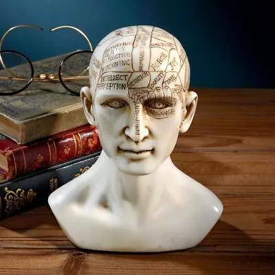 19th Century Antique Replica Science Of Phrenology Head Reading Statue Bust • $44.42