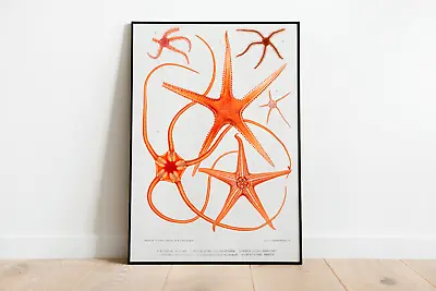 Vintage Starfish Marine Wall Art Print Poster | Ocean Home Decor Nature Giclee • £25