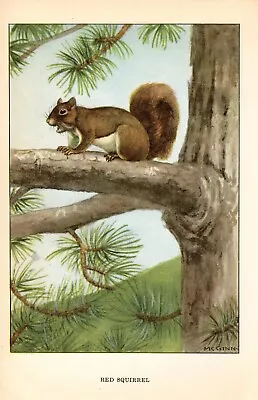 1926 Vintage ANIMALS  RED SQUIRREL  Full COLOR Art Plate Lithograph Print • $5