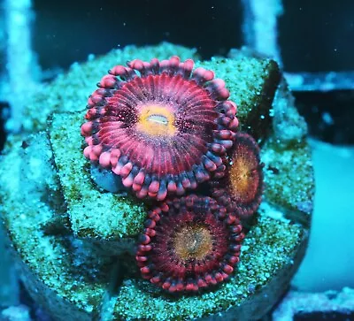 Beautiful Pink Paly Zoanthids Paly Zoa SPS LPS Corals WYSIWYG • $4.99